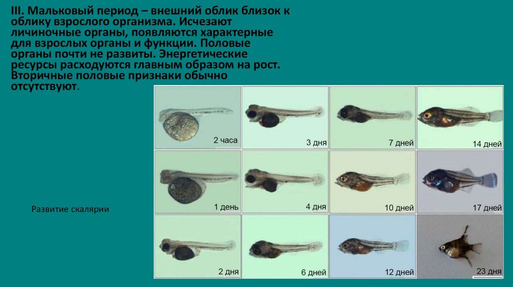 Рост и развитие рыб презентация