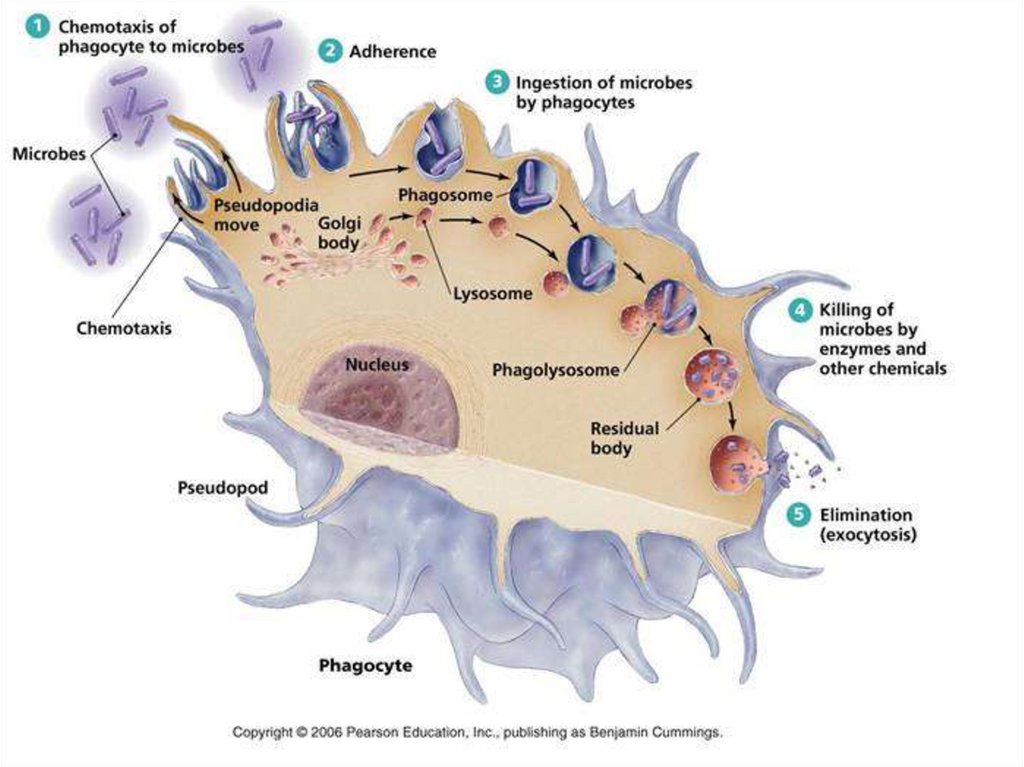 Хемотаксис это. Phagocytes. Хемотаксис рисунок. Стадии фагоцитоза макрофагами под микроскопом. Хемотаксиси как происходит у фагоцитов.