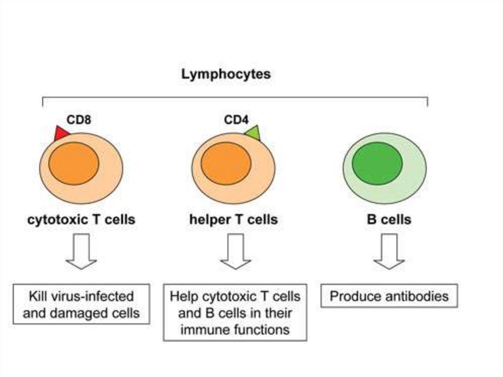 Their cell. Types of lymphocytes. T and b lymphocytes. T-Cells Types. Types of b lymphocytes.