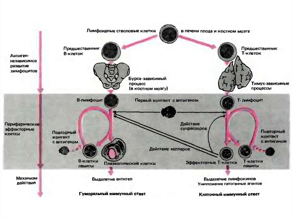 Схема образования лимфоцитов