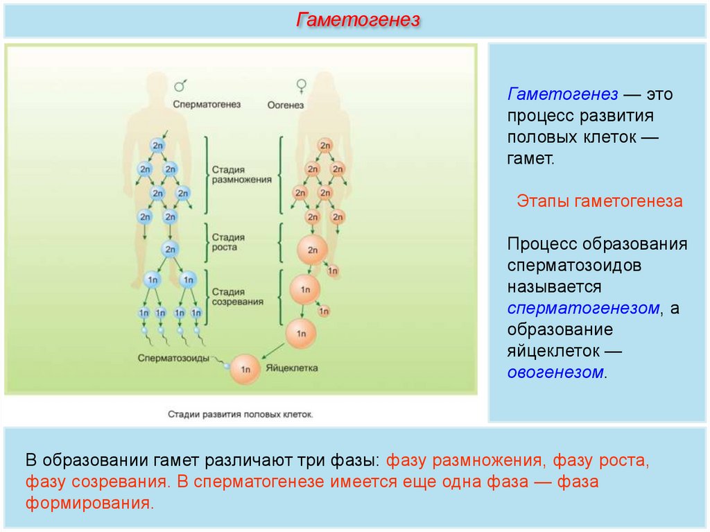 Гаметы образуются в результате гаметогенеза