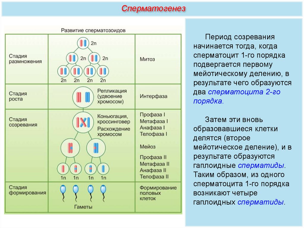 Какие стадии гаметогенеза