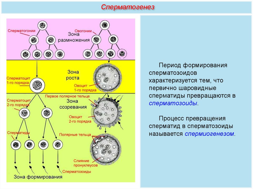 Процессы и зоны гаметогенеза