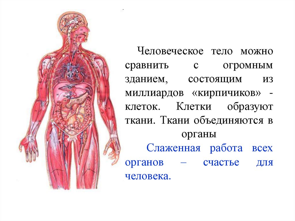 Тело образовано тканями