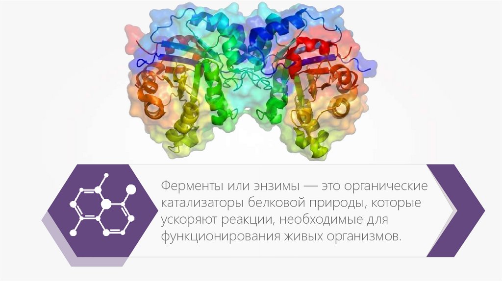 Ферменты фото для презентации