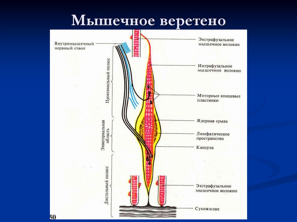 Мышечное веретено