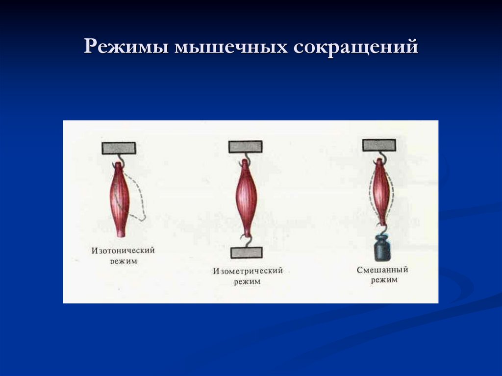 Режимы мышечных сокращений