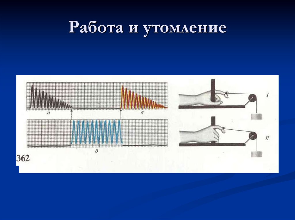 Работа и утомление