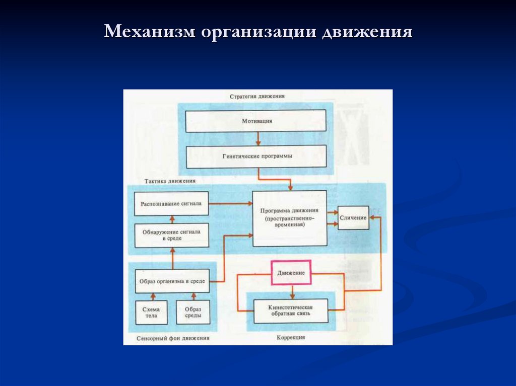 Механизм организации движения