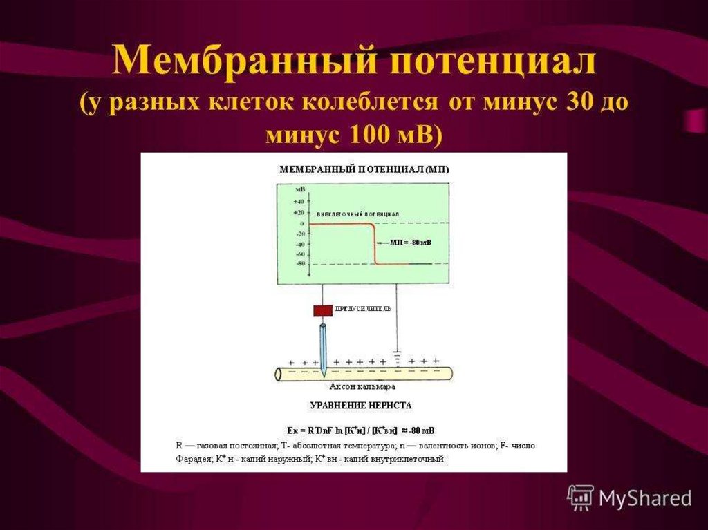 Мембранный потенциал