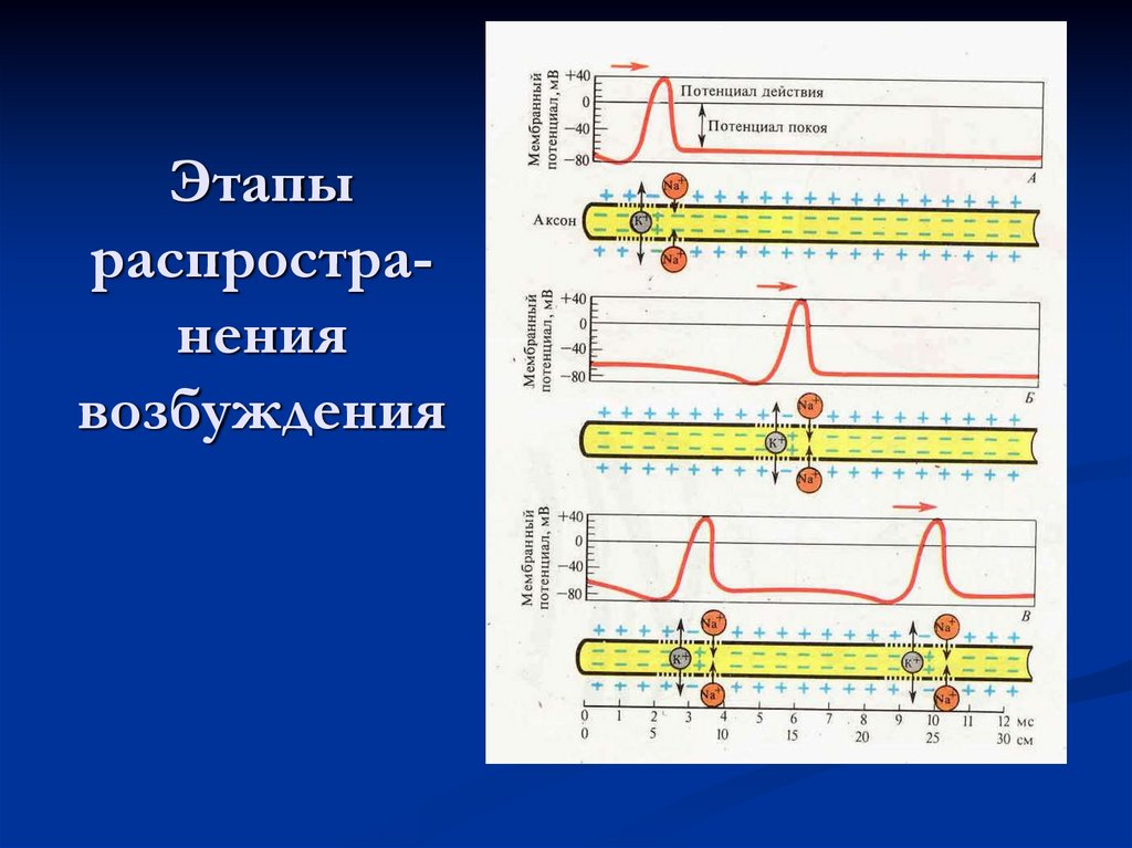 Этапы распростра-нения возбуждения