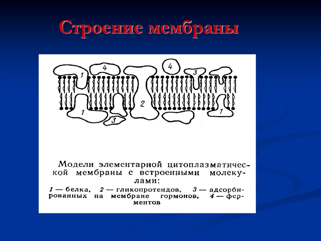 Строение мембраны