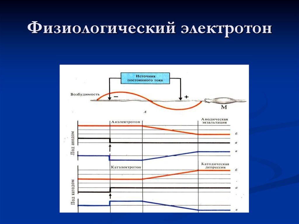Физиологический электротон