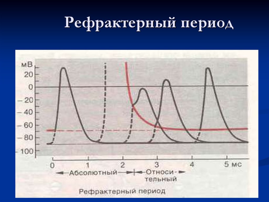 Рефрактерный период