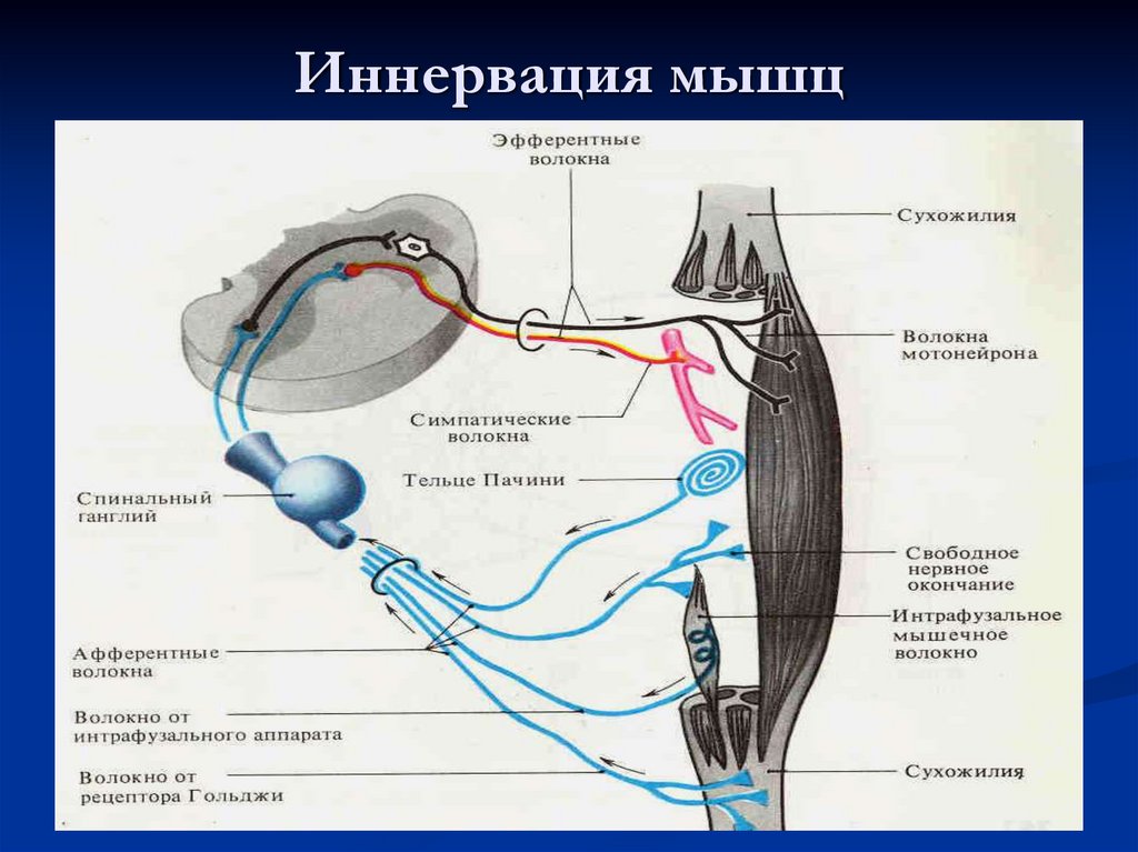 Иннервация мышц
