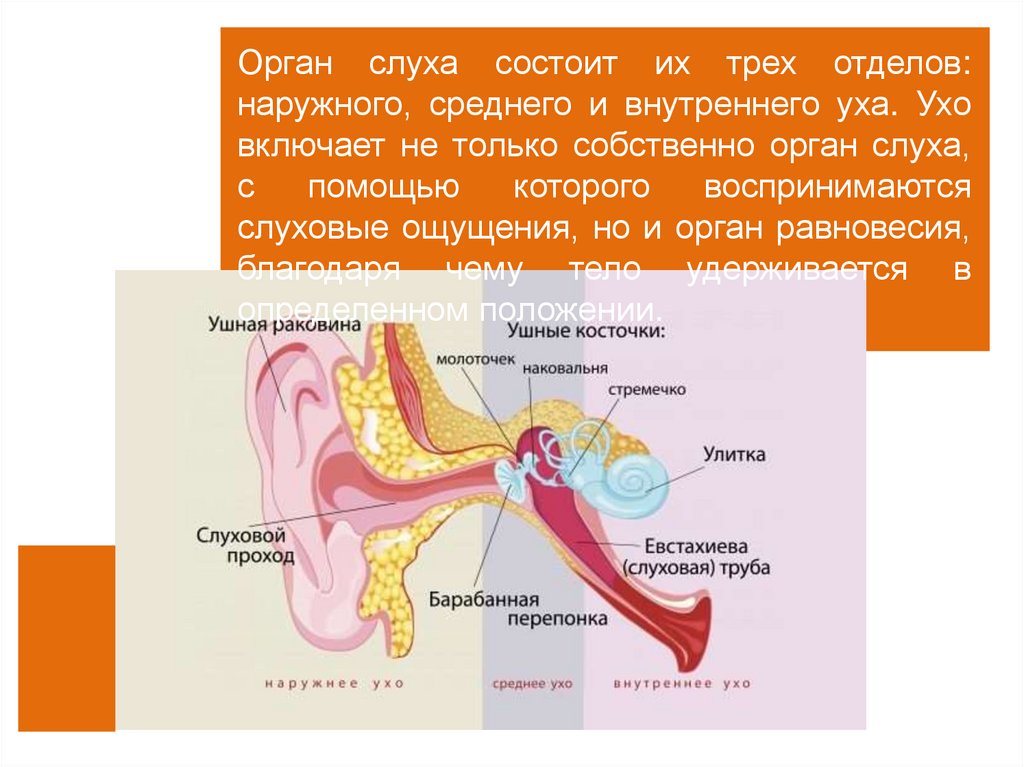 Три отдела внутреннего уха. Строение внутреннего уха орган слуха. Орган слуха состоит из внутреннего и среднего уха. Орган слуха состоит из наружного среднего и внутреннего уха. Орган равновесия внутреннего уха.