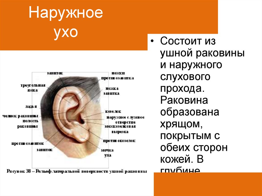 Наружное ухо человека состоит из
