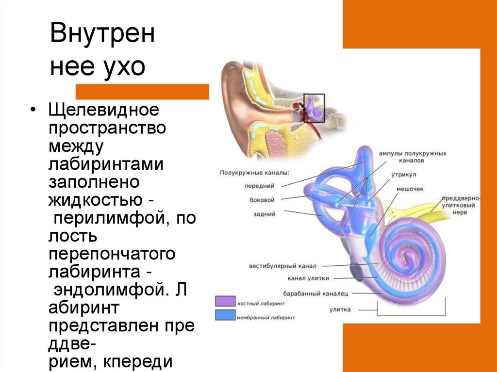 Улитка слухового аппарата. Перепончатый Лабиринт эндолимфа. Улитка перилимфа эндолимфа. Эндолимфа и перилимфа. Внутреннее ухо эндолимфа.