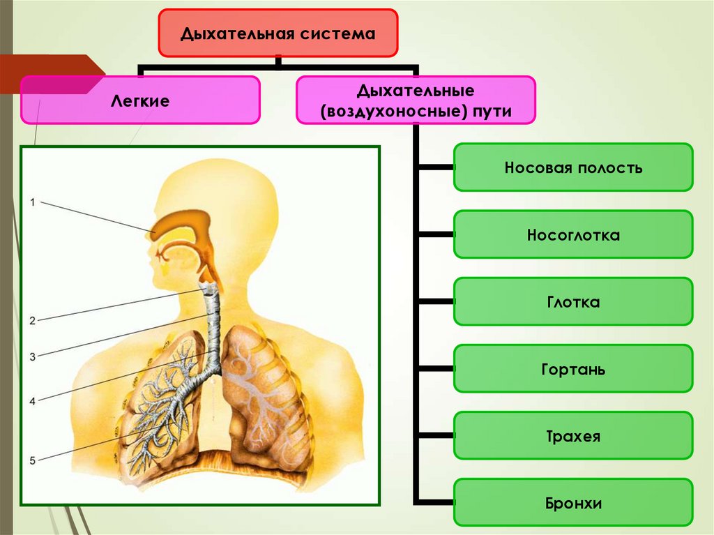Дыхательная система презентация 4 класс