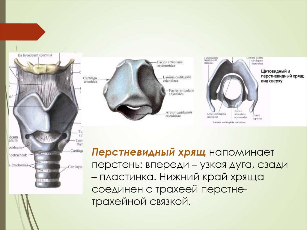 Кадык это хрящ. Щитовидный и перстневидный хрящ. Перстневидный хрящ гортани. Перстневидный хрящ гортани расположен. Щитовидный хрящ анатомия.