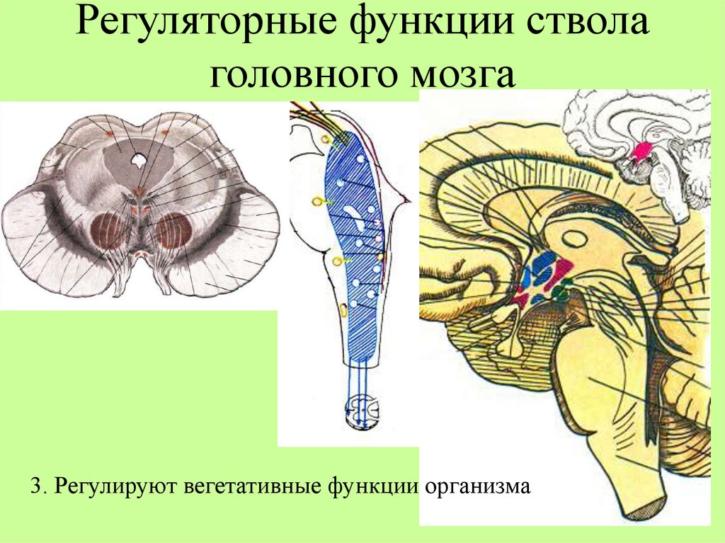 В ствол головного мозга входят отделы
