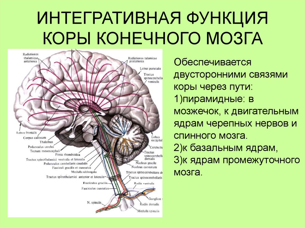 Перечислите отделы ствола головного мозга
