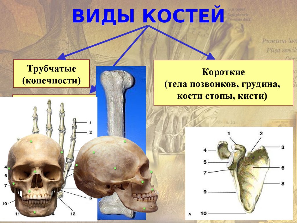 Строение костей. Кости человека анатомия кратко.