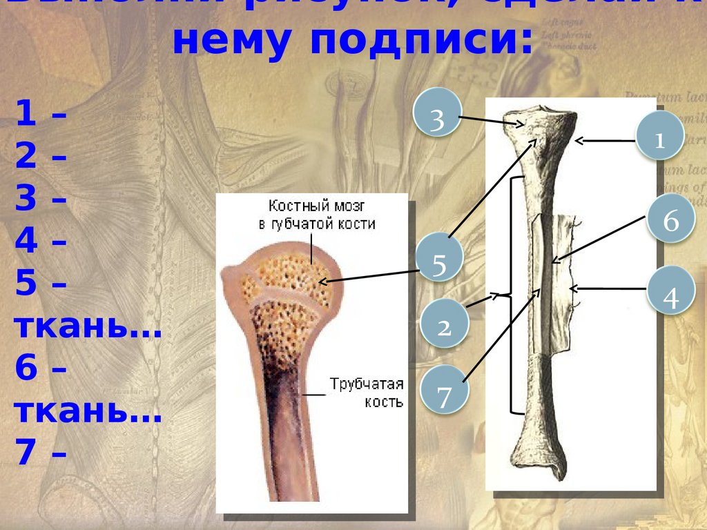 Строение трубчатой кости биология 8. Строение костей 8 класс. Макроскопическое строение костей. Изменение структуры кости