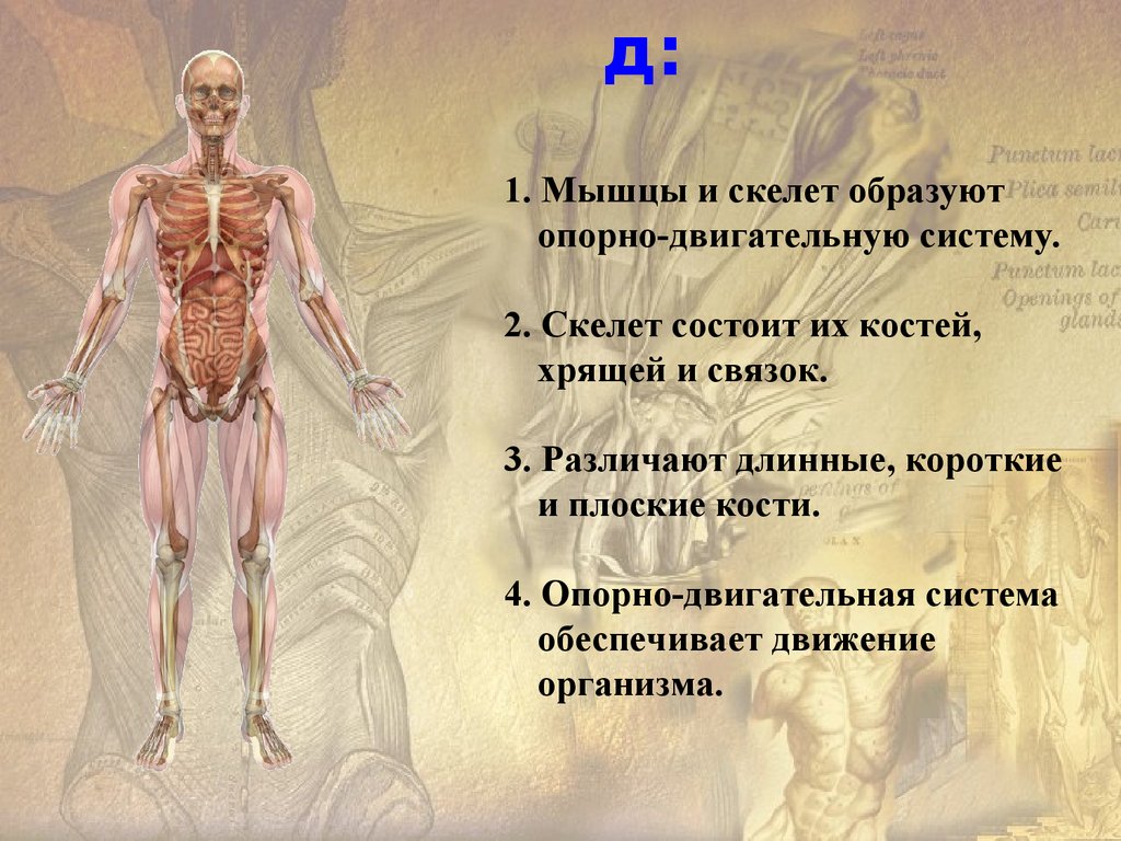 Значение костей. Опорно двигательная система человека 8 класс биология. Значение опорно-двигательной системы. Основные функции опорно двигательной системы. Что образует опорно двигательную систему.