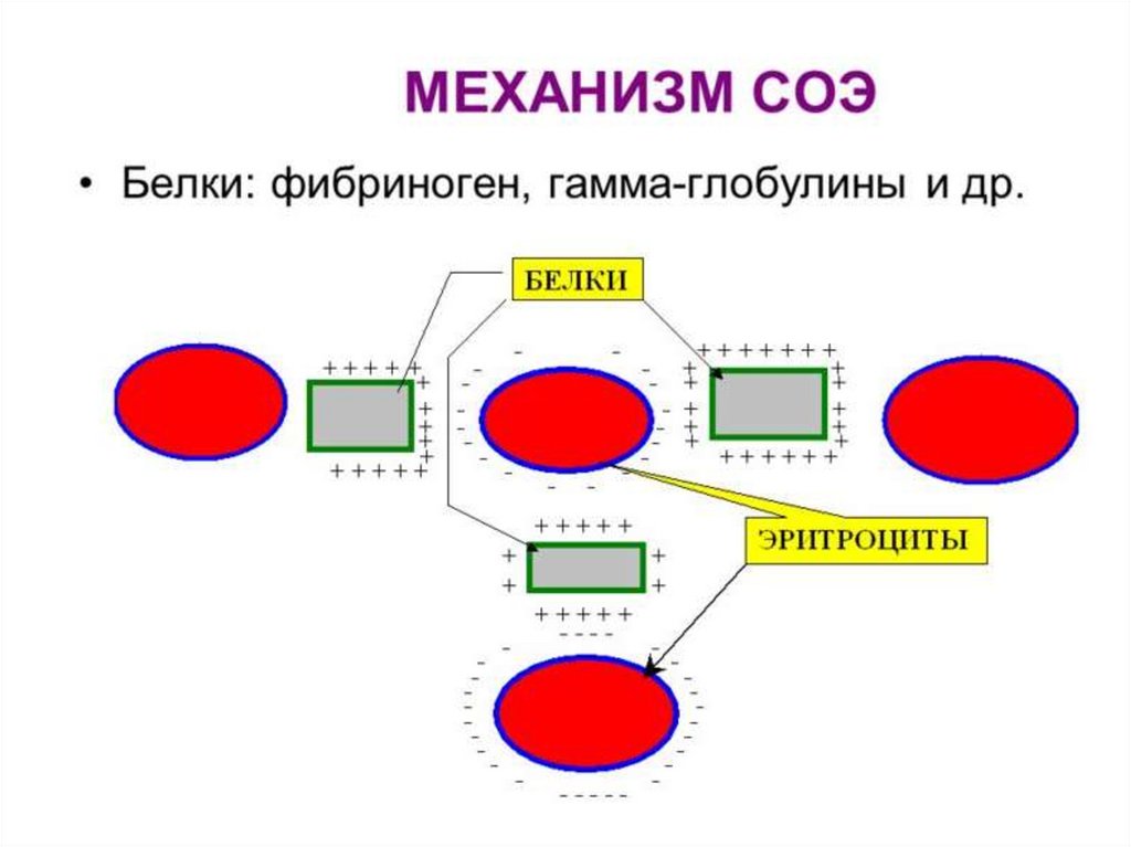 Скорость эритроцитов. Скорость оседания эритроцитов механизм. Скорость оседания эритроцитов СОЭ механизм. Механизм реакции СОЭ. Механизм оседания СОЭ.