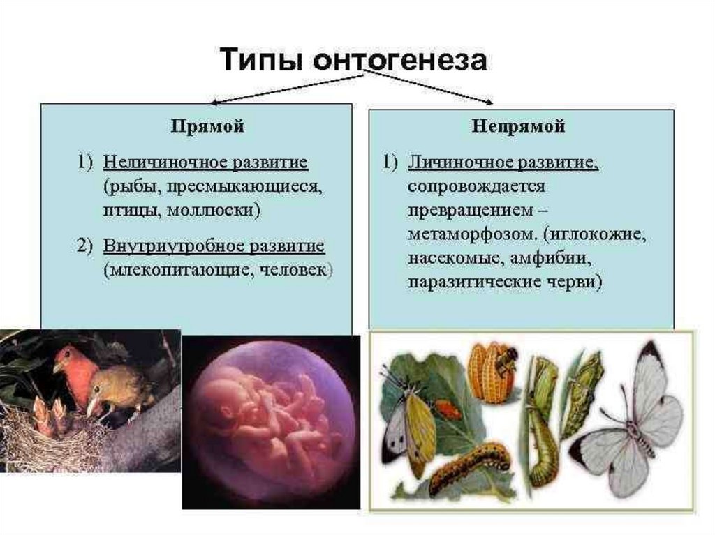 У рыбы прямое или непрямое развитие. Типы развития онтогенеза. Типы онтогенеза личиночный яйцекладный внутриутробный. Непрямой личиночный онтогенез. Прямой онтогенез встречается у.