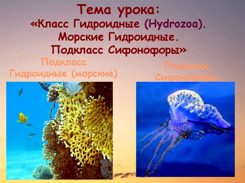 Что такое актинии 3 класс. Класс Гидроидные представители. Большинство кишечнополостных обитает в морях и океанах. Медузы относящиеся к классу Гидроидные. Интересные факты на тему класс Гидроидные.