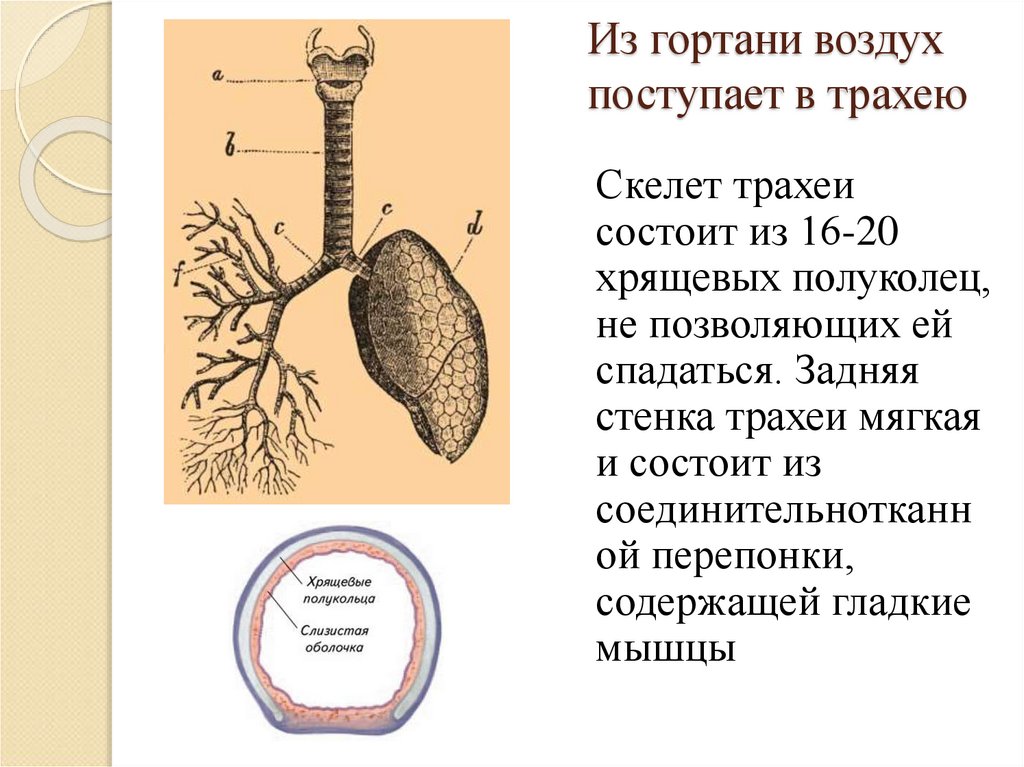 Проведение согретого очищенного воздуха в гортань