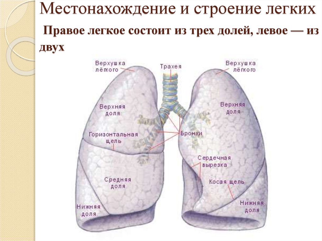 Доли легких схема