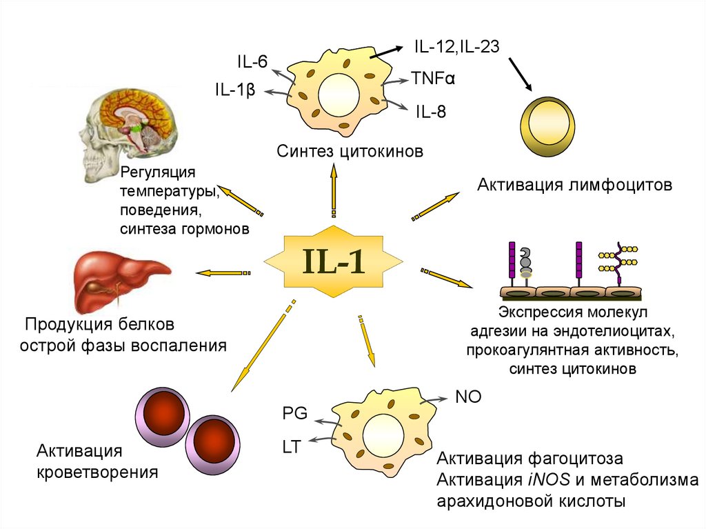 Шторм цитокинов. Механизм действия цитокинов. Роль цитокинов в иммунном ответе. Система цитокинов иммунология. Действие цитокинов на клетки.