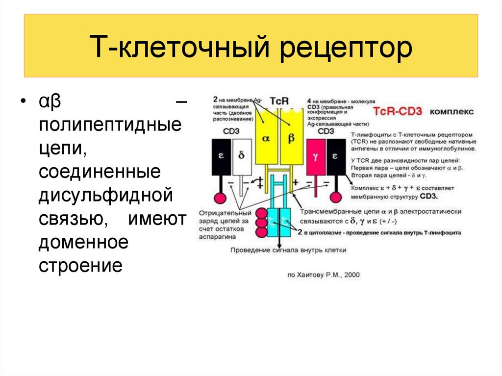 Сигналы рецепторов