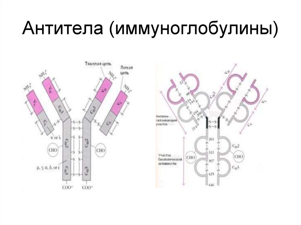 Группа иммуноглобулинов. Антитела (специфические иммуноглобулины) синтезируют. Иммуноглобулины (антитела) вырабатываются:. Антитела иммуноглобулины структура. Антитела (иммуноглобулины): presentation.