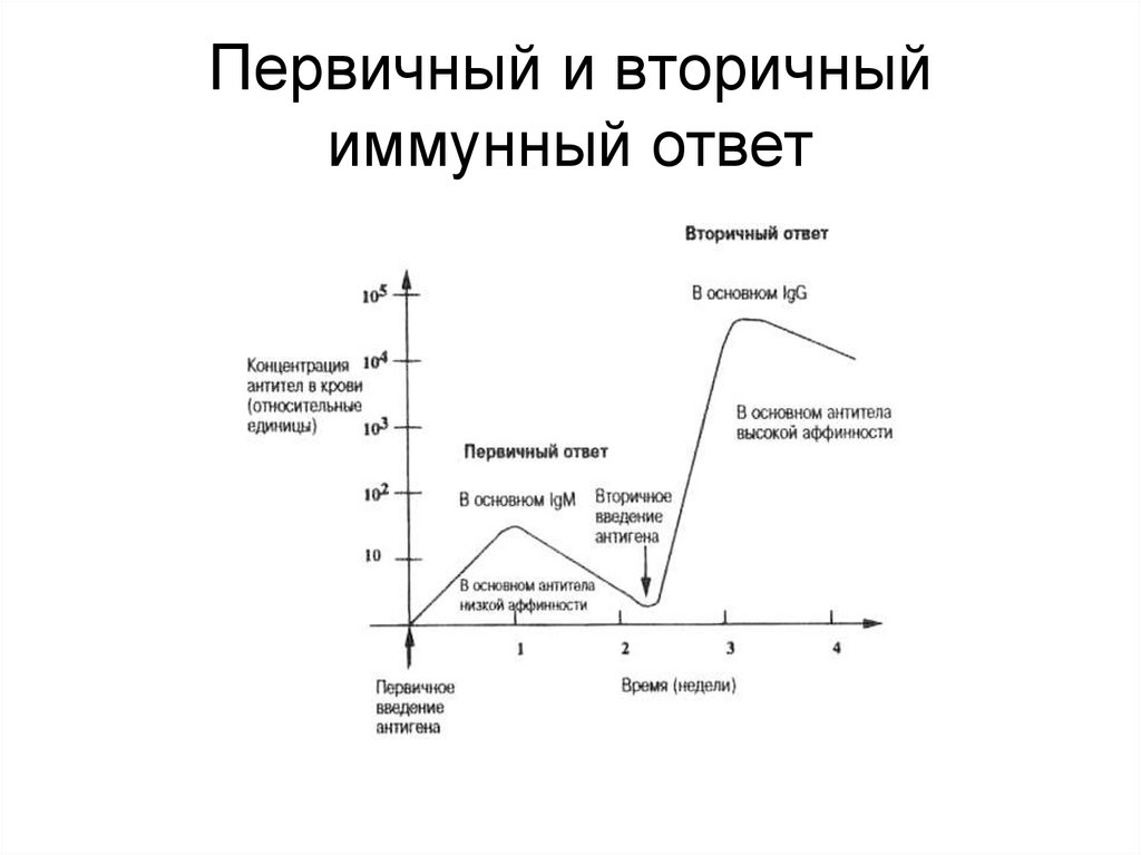 Первичный иммунный ответ схема