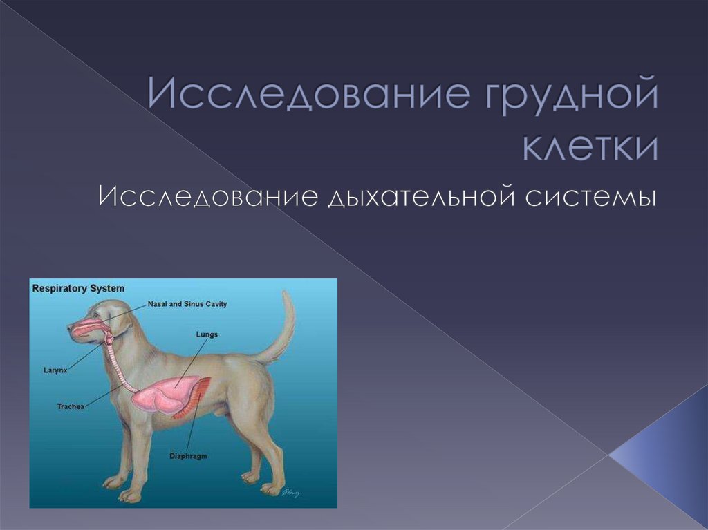 Дыхательная система собаки