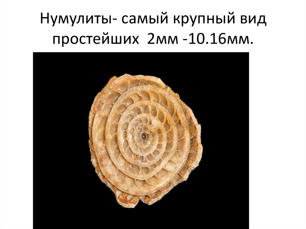 Определение окаменелостей животных - презентация онлайн