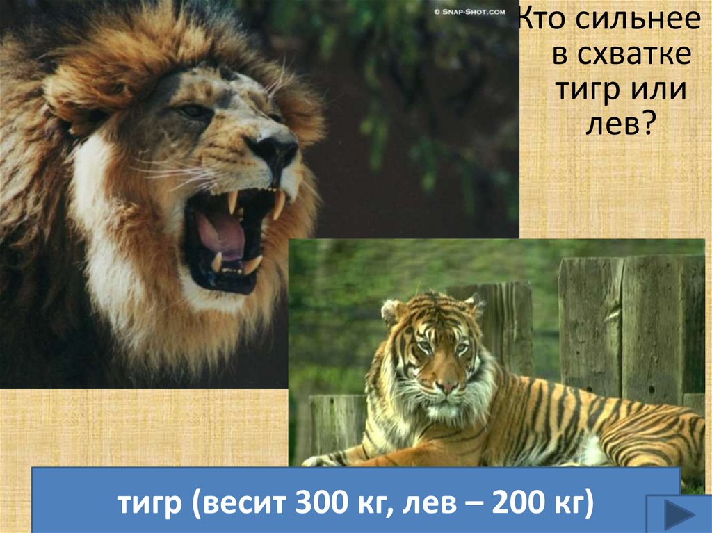 Что за лев этот тигр откуда фраза. Тигр сильнее или Лев. Тигр сильнее Льва. Кто сильнее тигр или Ле. Кто сильнее Лигр или Лев.
