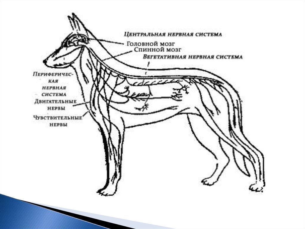 Рисунок млекопитающего 7 класс