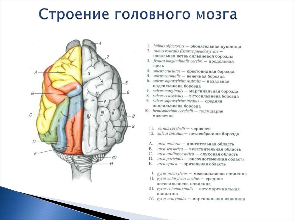 Практическая работа по мозгу