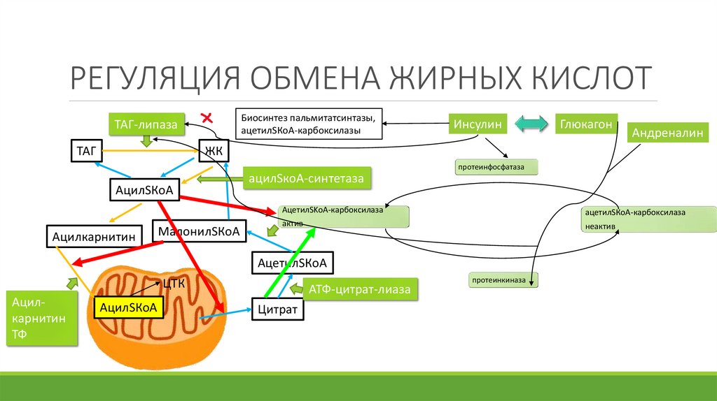 Обмена жирных кислот. Регуляция обмена жирных кислот. Регуляция окисления жирных кислот. Нарушение обмена жирных кислот. Нарушение окисления жирных кислот.