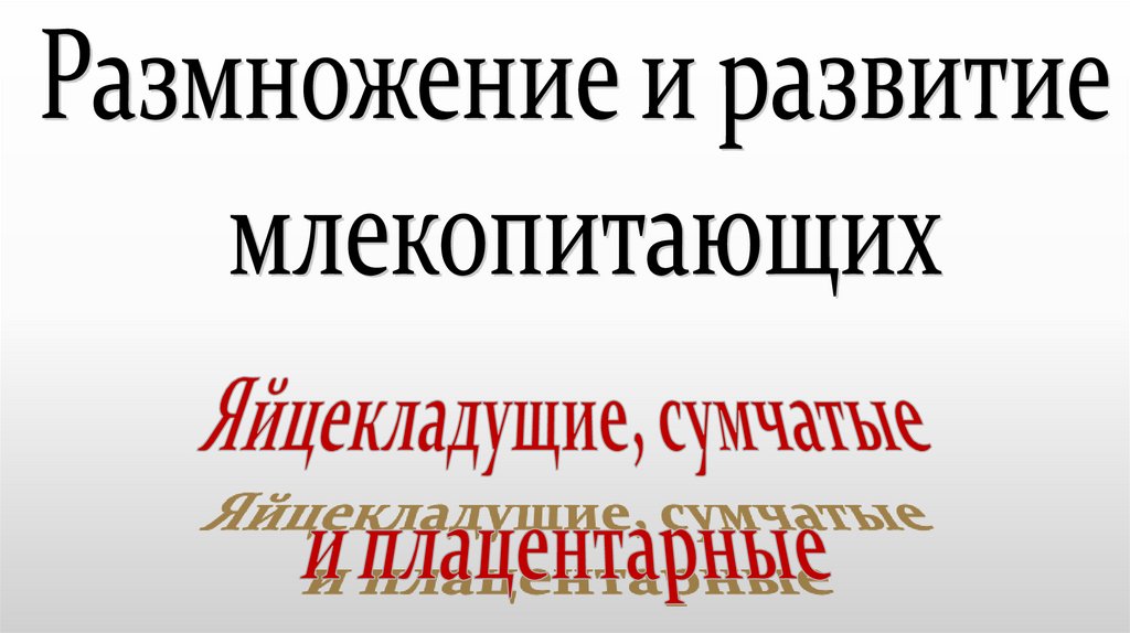 Презентация размножение и развитие млекопитающих 7 класс фгос пономарева