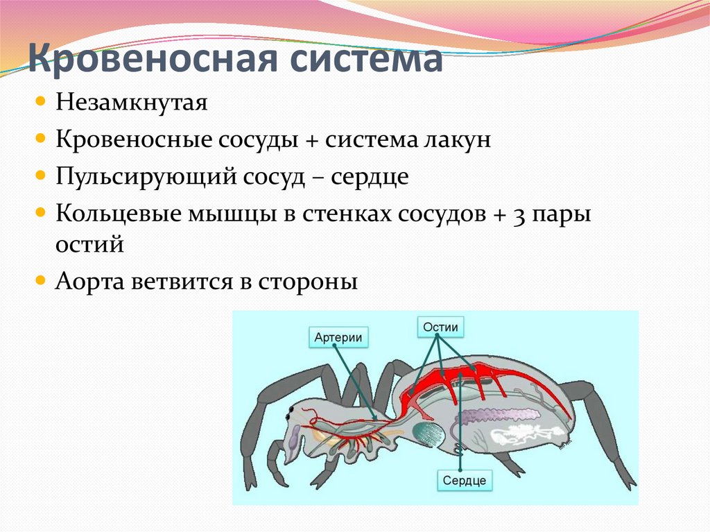 Органы кровеносной системы членистоногих. Кровеносная система паукообразных 7 класс. Строение кровеносной системы паукообразных. Строение кровеносной системы паука. Крвоеносаня система паук.