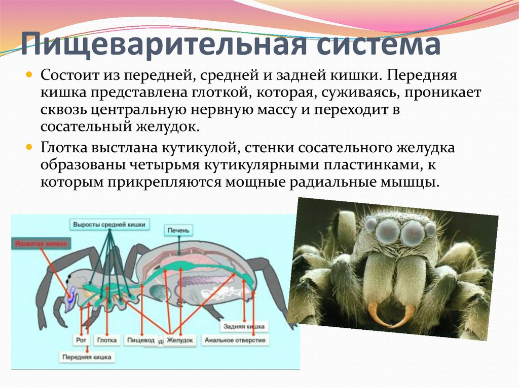 Класс паукообразные органы дыхания