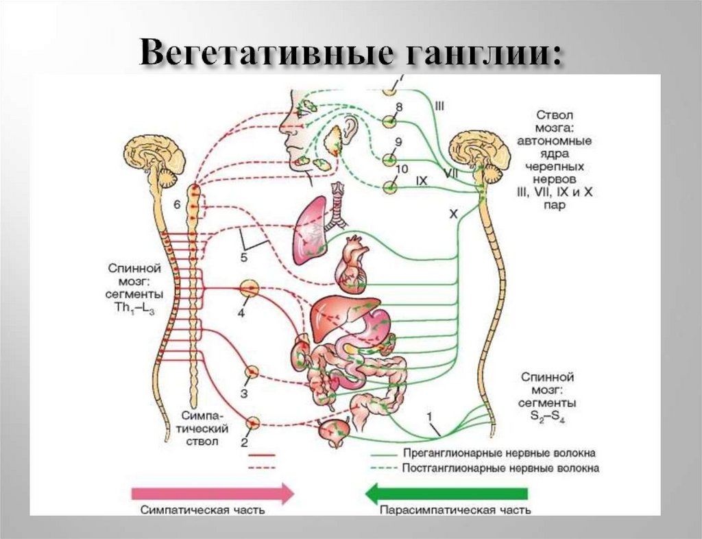 Парасимпатическая часть вегетативной. Схема вегетативной автономной нервной системы. Симпатическая часть вегетативной нервной системы схема. Вегетативная парасимпатическая нервная система строение и функции. Симпатическая нервная система анатомия схема.