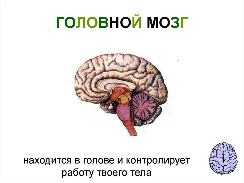 Строение мозга человека презентация