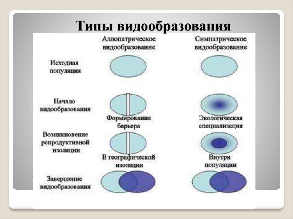 Какой способ протекания симпатрического видообразования представлен на схеме